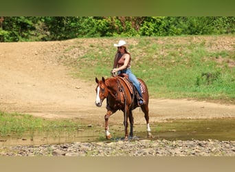 Quarter horse américain, Hongre, 10 Ans, Alezan cuivré