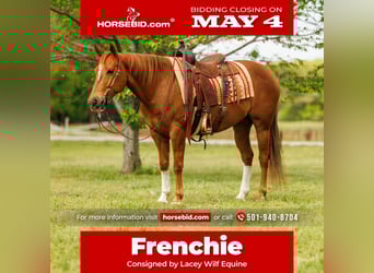 Quarter horse américain, Hongre, 10 Ans, Alezan cuivré