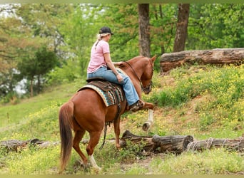 Quarter horse américain, Hongre, 10 Ans, Alezan cuivré