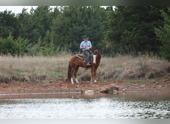Quarter horse américain, Hongre, 10 Ans, Alezan cuivré