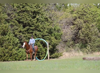 Quarter horse américain, Hongre, 10 Ans, Alezan cuivré