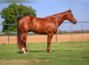 Quarter horse américain, Hongre, 10 Ans, Alezan cuivré