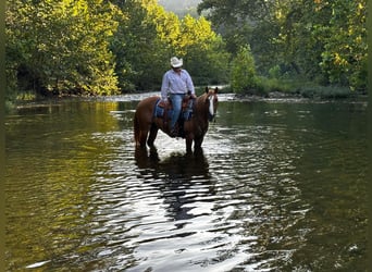 Quarter horse américain, Hongre, 10 Ans, Alezan dun