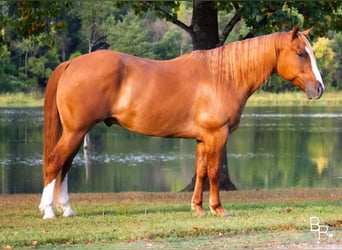 Quarter horse américain, Hongre, 10 Ans, Alezan dun