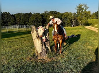 Quarter horse américain, Hongre, 10 Ans, Alezan dun