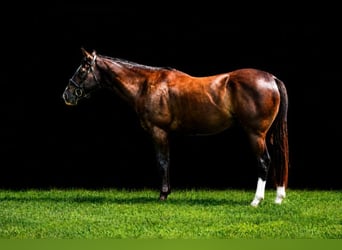 Quarter horse américain, Hongre, 10 Ans, Bai cerise