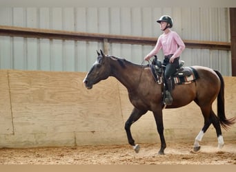 Quarter horse américain, Hongre, 10 Ans, Bai cerise