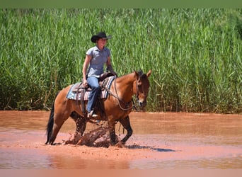 Quarter horse américain, Hongre, 10 Ans, Bai cerise
