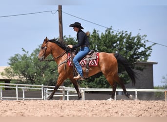 Quarter horse américain, Hongre, 10 Ans, Bai cerise
