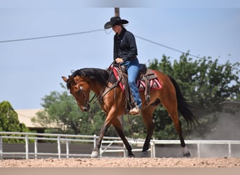 Quarter horse américain, Hongre, 10 Ans, Bai cerise