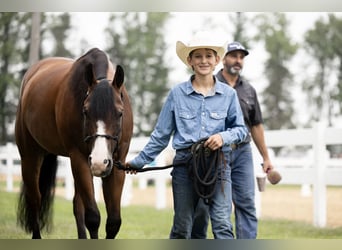 Quarter horse américain, Hongre, 10 Ans, Bai cerise