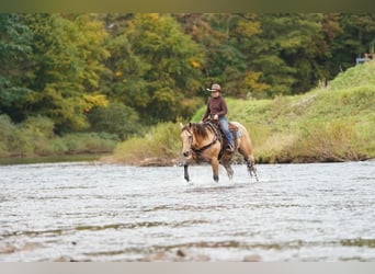 Quarter horse américain, Hongre, 10 Ans, Buckskin