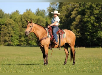 Quarter horse américain, Hongre, 10 Ans, Buckskin