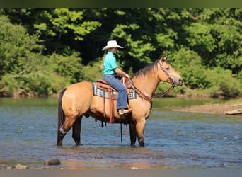 Quarter horse américain, Hongre, 10 Ans, Buckskin