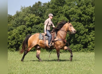 Quarter horse américain, Hongre, 10 Ans, Buckskin