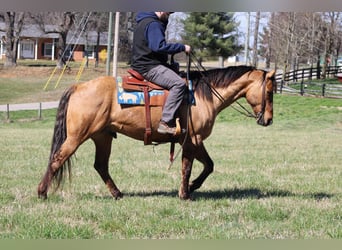 Quarter horse américain, Hongre, 10 Ans, Buckskin