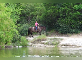 Quarter horse américain, Hongre, 10 Ans, Grullo