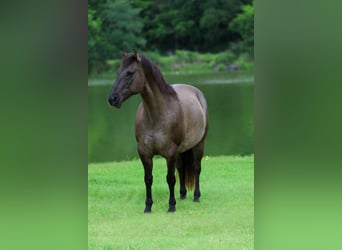 Quarter horse américain, Hongre, 10 Ans, Grullo