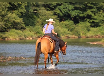Quarter horse américain, Hongre, 10 Ans, Isabelle