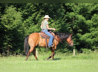Quarter horse américain, Hongre, 10 Ans, Isabelle