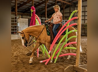 Quarter horse américain, Hongre, 10 Ans, Palomino