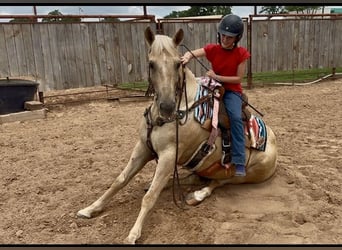 Quarter horse américain, Hongre, 10 Ans, Palomino