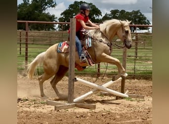 Quarter horse américain, Hongre, 10 Ans, Palomino