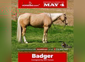 Quarter horse américain, Hongre, 10 Ans, Palomino