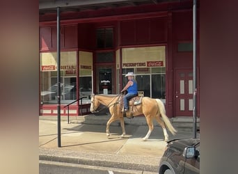 Quarter horse américain, Hongre, 10 Ans, Palomino