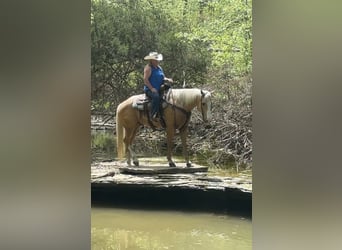 Quarter horse américain, Hongre, 10 Ans, Palomino