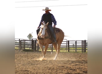 Quarter horse américain, Hongre, 10 Ans, Palomino