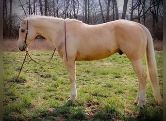 Quarter horse américain, Hongre, 10 Ans, Palomino