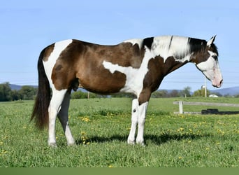 Quarter horse américain, Hongre, 10 Ans, Pinto