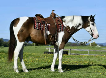 Quarter horse américain, Hongre, 10 Ans, Pinto