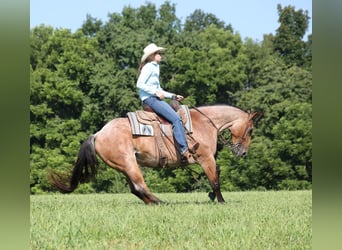 Quarter horse américain, Hongre, 10 Ans, Roan-Bay