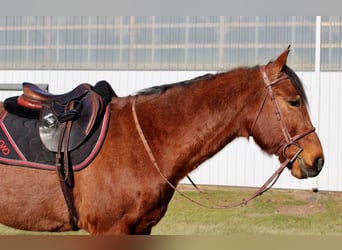 Quarter horse américain Croisé, Hongre, 10 Ans, Roan-Bay