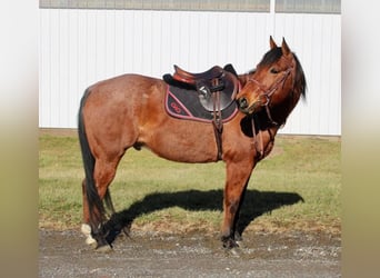 Quarter horse américain Croisé, Hongre, 10 Ans, Roan-Bay