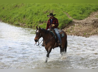 Quarter horse américain Croisé, Hongre, 10 Ans, Roan-Bay
