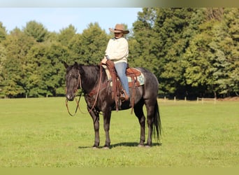 Quarter horse américain, Hongre, 10 Ans, Rouan Bleu
