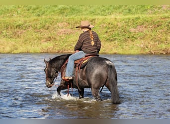 Quarter horse américain, Hongre, 10 Ans, Rouan Bleu