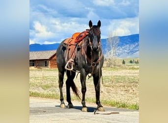 Quarter horse américain, Hongre, 10 Ans, Rouan Bleu