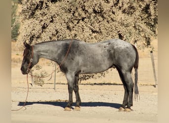 Quarter horse américain, Hongre, 10 Ans, Rouan Bleu