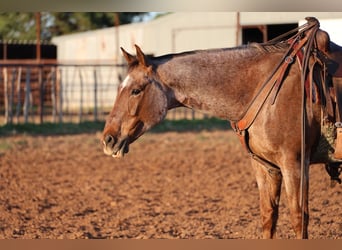 Quarter horse américain, Hongre, 10 Ans, Rouan Rouge
