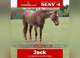 Quarter horse américain, Hongre, 10 Ans, Rouan Rouge