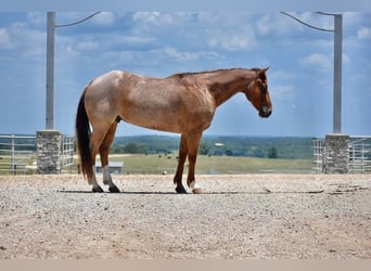 Quarter horse américain, Hongre, 10 Ans, Rouan Rouge