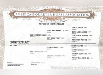 Quarter horse américain, Hongre, 10 Ans, Rouan Rouge