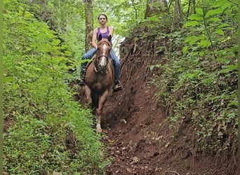 Quarter horse américain, Hongre, 10 Ans, Rouan Rouge