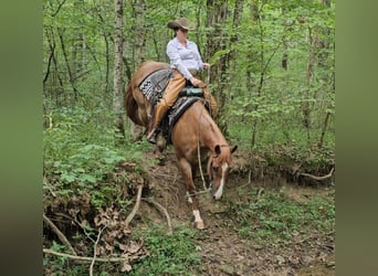 Quarter horse américain, Hongre, 10 Ans, Rouan Rouge