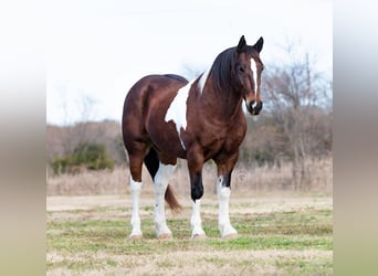 Quarter horse américain, Hongre, 10 Ans, Tobiano-toutes couleurs