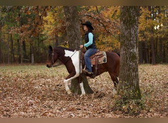 Quarter horse américain, Hongre, 10 Ans, Tobiano-toutes couleurs
